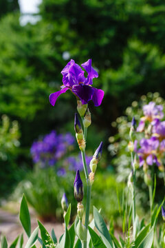 Beautiful flowers of German iris ( lat. Iris germanica ) in bloom. Beautiful flowers of bearded iris in spring garden