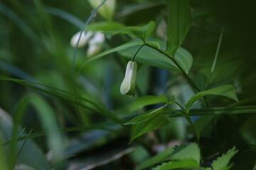 木陰のオオアマドコロ