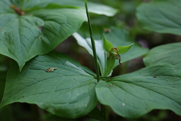 花が散ったエンレイソウ