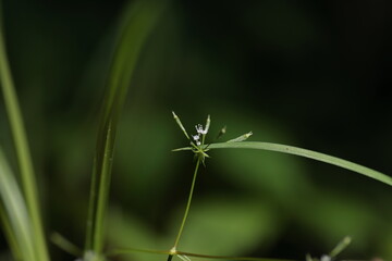 小さなヤブニンジンの花