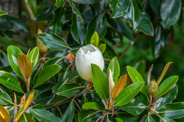 white magnolia flower