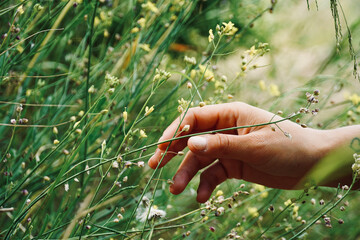 Close-up woman hand touches field flowers in spring.
