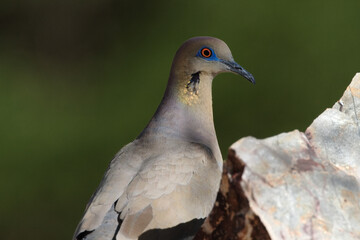 White-winged Dove is selected focus bird wildlife portrait in Southern Arizona