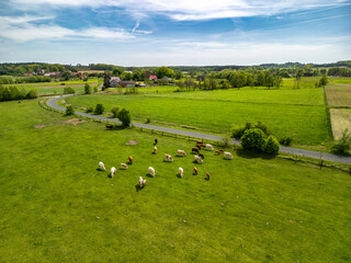 Herd of cows on a green pasture