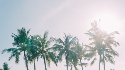 Some coconut trees stand amidst the sunny weather and blue sky.