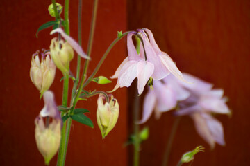 pink flower in the garden