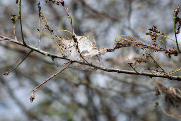 web covering tree branches