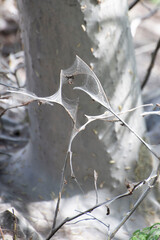 web covering tree branches