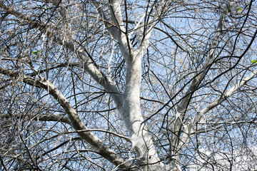 web covering tree branches