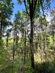 Obraz premium trees in the forest, trees in the woods