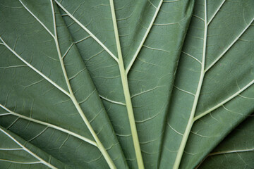 close up of green leaf