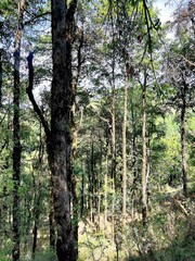 pine forest in the morning, trees in the woods