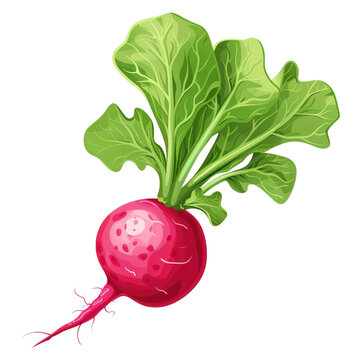 red radish with green leaves clip art preview