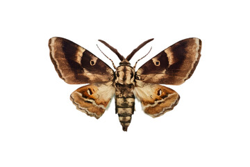 Fototapeta premium Grunge Moth with a Retro Photocopy and Grain Effect - Isolated on Transparent Background - Grunge Moth - Vector Illustration