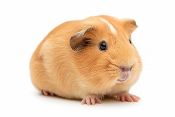A studio photo of a cute guinea pig against a background of pastel shades, taken with soft lighting. The guinea pig stands off-centre. 