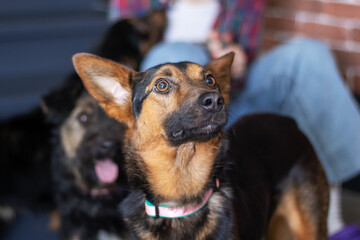 Person on a couch with two dogs looking at the camera