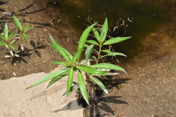 A small green plant against a background of stones and a dirty puddle.