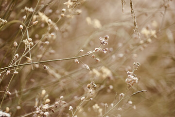 Close-up dried flowers of the field. Delicate floral background.