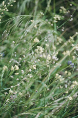 Close-up flowers of the field. Delicate floral background.