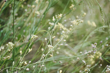 Close-up flowers of the field. Delicate floral background.