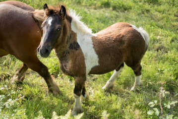 Fototapeta premium Potro marrón y blanco junto a caballo en pradera