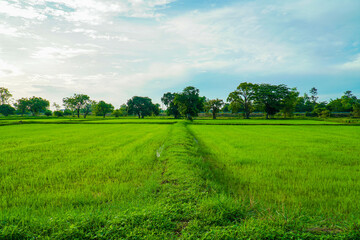 Rice field views, beautiful rice fields, nature, suitable for background images.
