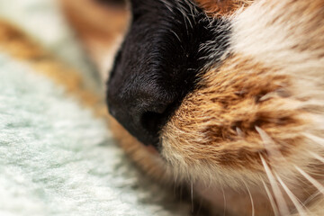 A closeup look at the nose and whiskers of a cat with fawn fur