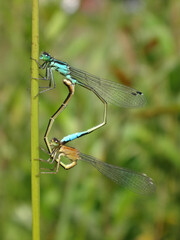 Blue-tailed damselfly (Ischnura elegans), mating pair