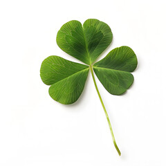 Green three-leaf clover leaf isolated on white background