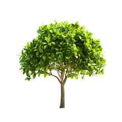 Lush Green Tree on White Background