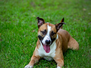 German husky bully 