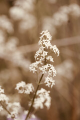Close-up white flowers of the field in spring.
