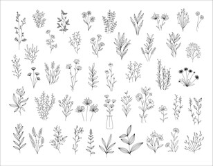Herbal Collection. Editable line art monochrome Design. Set of linear floral designs, medicine flowers and plants