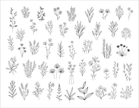 Herbal Collection. Editable line art monochrome Design. Set of linear floral designs, medicine flowers and plants