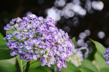 紫陽花