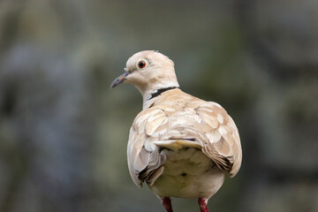 Close up of Eurasian collared dove from behind