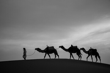Shadows of Camels against a sand dune in the Sahara Desert