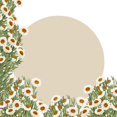 Chamomile corner frame in watercolor isolated on white. High quality hand painted wild herb illustration for cards, packages, posters, oil infusions, folk medicine recipes and herbal guides design