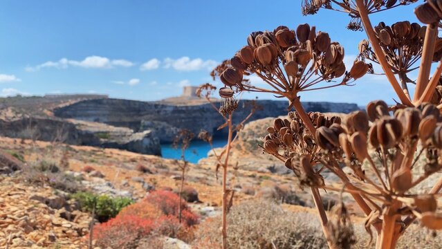 Revealing shot of Santa Marija tower on Comino island, malta, with wild dry cumin in the foreground. Island name Comino Maltese Kemmuna is derived from this plant name as its wide spread on the island