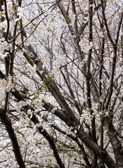 Multiple branches of cherry trees with blossoms in full bloom background