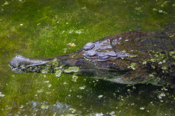Close up of False gharial (Tomistoma schlegelii) crocodile on the water