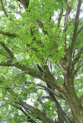 Trees branches with fresh green leaves in early summer. Fresh environment in park. 