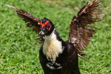 Black Domestic Muscovy Duck opening the wings
