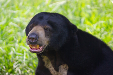 Close up of Malayan Sun Bear or called honey bear is the smallest bear in the world.