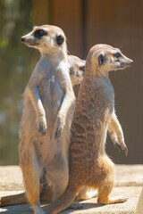 ミーアキャット（立ち）