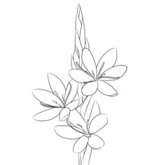 Lineart illustration of red lily flower or Gladiolus liliaceus Houtt with transparent background 