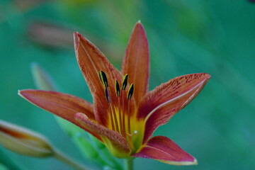 Daylily