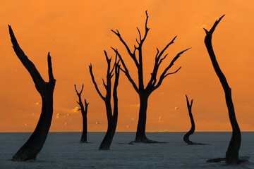 Beautiful nature of Namibia - Deadvlei ( Dead valley )