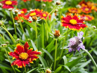 Kwiaty czerwone ozdobne 