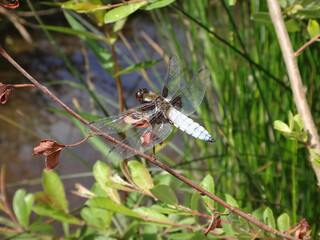 Male broad-bodied chaser (Libellula depressa) and male large red damselfly resting on a dry willow branch